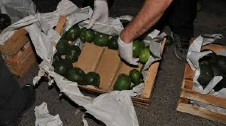 ZAPALLITOS4.jfif